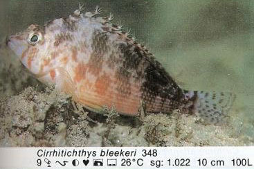 Cirrhitichthys bleekeri